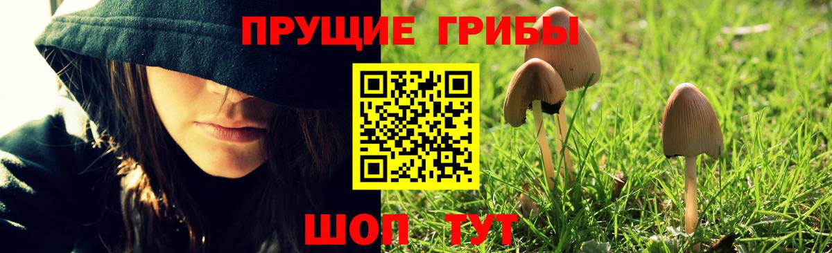 Псилоцибиновые грибы Psilocybine cubensis Ипатово